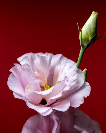 pink delicate eustoma blooms and two buds ascend gracefully against a striking red backdropの写真素材
