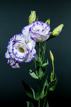 Two exquisite white eustoma blooms with purple edges and water droplets, accompanied by buds, against a dark backdropの写真素材