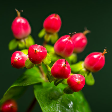 A cluster of striking red hypericum berries, adorned with glistening water droplets, stands against a deep green backdropの写真素材