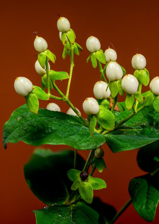 A close-up striking of white hypericum berries, adorned with glistening water droplets, set against...