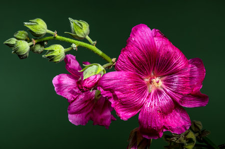 A striking pink malva flower with subtle water droplets, surrounded by buds, stands out against a rich green backdropの写真素材