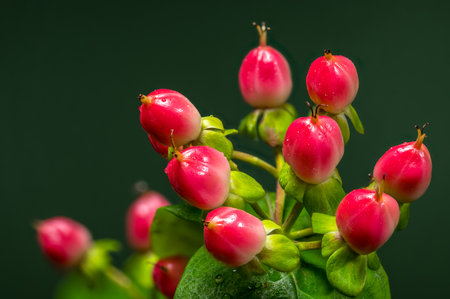 A cluster of striking red hypericum berries, adorned with glistening water droplets, stands against a deep green backdropの写真素材