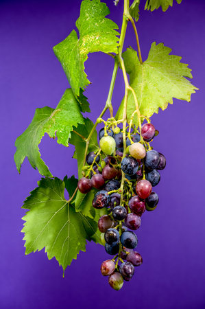 A colorful cluster of ripe grapes hangs from a vine, showcasing shades of purple, blue, and green,...