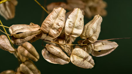 Close-up of dried, papery seed pods from a Golden Rain Tree, hanging on a branch against a blurred...
