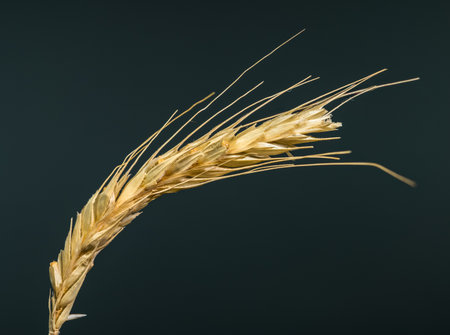 A detailed macro shot of a single ripe grain stalk isolated on a solid dark background. The golden...