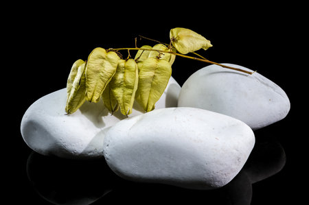 Dried seed pods from a bladdernut plant lie across smooth, white stones. The delicate, papery pods and thin branches are set against a deep black background.の写真素材