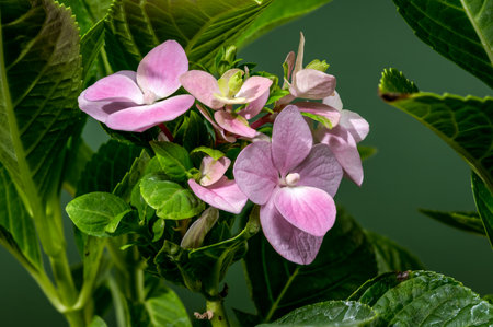 A vibrant image showcasing light pink hydrangea blossoms surrounded by fresh green foliage against a...