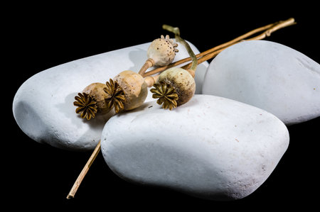 Several dried poppy seed heads with their delicate crowns rest on smooth, white river stones. Thin, dry stems extend across the stones against a stark black backdropの写真素材