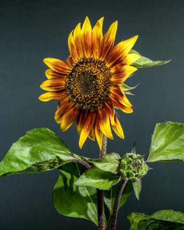 A beautiful sunflower, its yellow and red petals glistening with tiny water droplets, stands tall against a muted, dark backgroundの写真素材