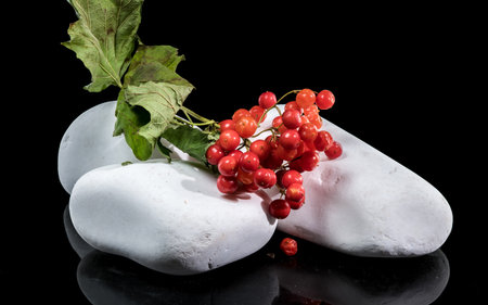 Clusters of bright red berries from a viburnum plant rest on and around smooth, white stones against a deep black backgroundの写真素材