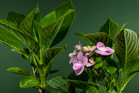 A vibrant image showcasing light pink hydrangea blossoms surrounded by fresh green foliage against a muted green backdropの写真素材