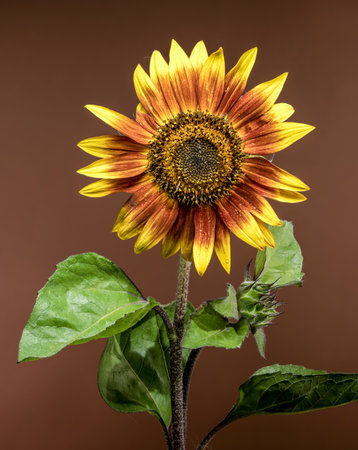 A stunning close-up of a vibrant sunflower, its yellow and red petals adorned with tiny water droplets, set against a rich, blurred brown backdropの写真素材