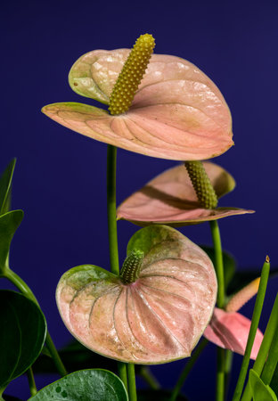 A macro view of several pink anthurium blooms with prominent yellow spadixes, standing gracefully against a vibrant blue backdropの写真素材
