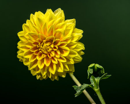 A beautiful golden-yellow dahlia with hints of orange and water droplets on its petals, set against a dark, out-of-focus green backgroundの写真素材