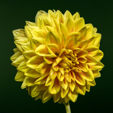 A beautiful golden-yellow dahlia with hints of orange and water droplets on its petals, set against a dark, out-of-focus green backgroundの写真素材