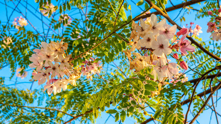 A close-up of delicate pink and white Cassia Javanica blossoms on a tree branch, back-lit by the warm sun against a clear blue skyの写真素材