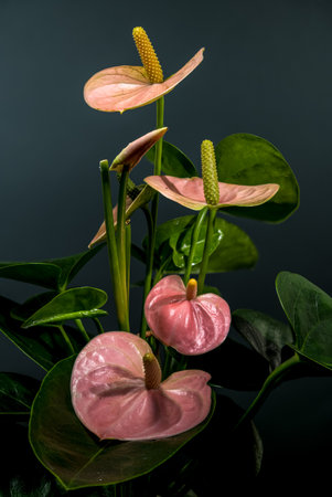 A beautiful grouping of delicate pink and green anthurium flowers and shiny, vibrant green leaves against a simple gray backdropの写真素材