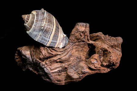 A captivating close-up of a little pitcher conch (Canarium urceus) shell with a beautiful striped...