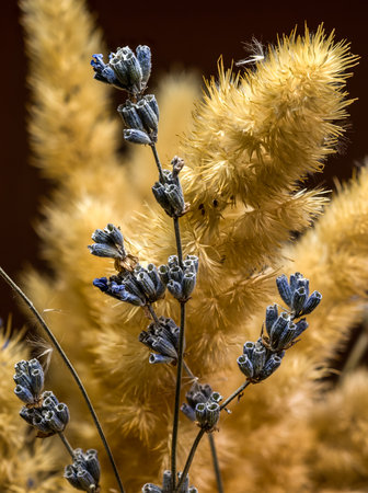 A close-up vertical image of a bouquet of fluffy dried golden grass plumes mixed with subtle blue lavender stems against a rich, dark brown backgroundの写真素材
