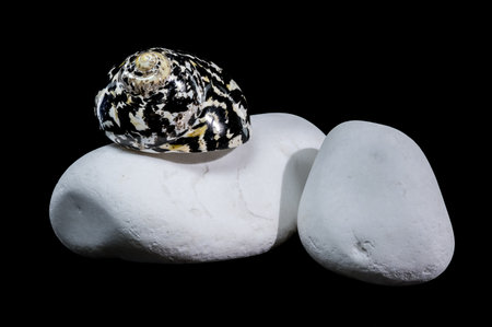 Studio photo, top view, of a black and white patterned Magpie Turbo seashell resting on smooth white...