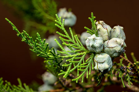 A horizontal macro photograph focusing on the detailed texture of cypress seed cones and a branch, set against a dark, blurred backgroundの写真素材
