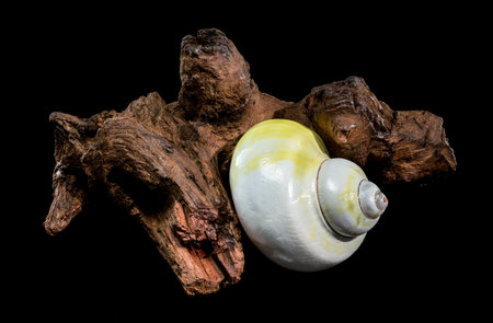 A smooth, pale yellow and white polished moon shell is perfectly balanced on a piece of rugged, dark...
