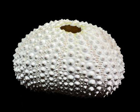 Detailed macro photograph of a perfectly preserved, white sea urchin test or shell, highlighting its intricate texture and spherical shape on a solid black backgroundの写真素材