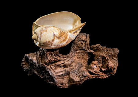 A patterned Noble Volute shell (Nobilis Voluta) with an open aperture rests upon a piece of rugged,...