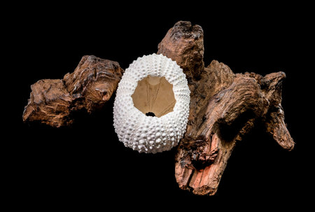 A white sea urchin shell rests on a piece of textured dark driftwood, creating a natural composition against a pure black backgroundの写真素材