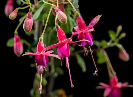 A close-up of vibrant pink and magenta fuchsia blossoms and buds against a deep black background, highlighting the delicate details of the flowersの写真素材