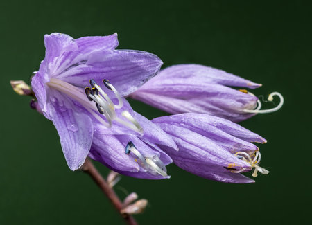 Detailed close-up of vibrant purple Hosta flowers, showing the delicate petals and white stamens, dramatically contrasted against a smooth, dark forest green backgroundの写真素材