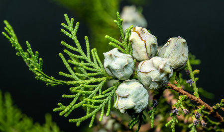 A sharp, detailed macro photograph of cypress tree seed cones and a green branch, with a dark, blurred backgroundの写真素材