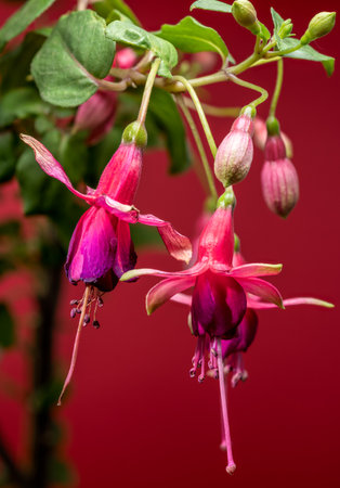 A close-up shot of vivid pink and purple fuchsia blooms and buds, captured against a bold and striking red backdrop that makes the colors popの写真素材