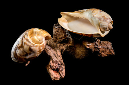 A patterned Noble Volute shell (Nobilis Voluta) with an open aperture rests upon a piece of rugged, dark driftwood, isolated on a pure black backgroundの写真素材