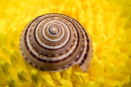 A close-up of a brown and white patterned snail shell with a perfect spiral, sitting on the soft,...