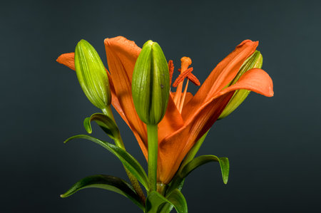 Striking studio shot of a vibrant orange lily plant with a single open bloom, two closed buds, and wet leaves against a deep, slate gray backgroundの写真素材