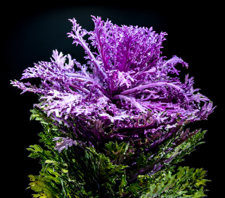 vibrant photo of a decorative cabbage head against a striking black background. The bright purple and lime green frilly leaves are dramatically illuminatedの写真素材
