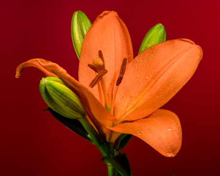 A stunning, high-saturation shot of a vibrant orange lily and its green buds, sharply contrasted against a vivid, deep red backgroundの写真素材