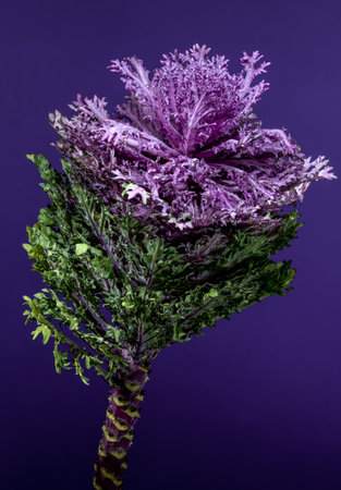Vibrant close-up of a decorative flowering cabbage head against a deep purple background, showing...