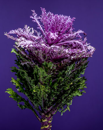 Vibrant close-up of a decorative flowering cabbage head against a deep purple background, showing the beautiful contrast of its purple and green frilly leavesの写真素材