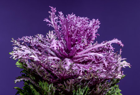 Vibrant close-up of a decorative flowering cabbage head against a deep purple background, showing the beautiful contrast of its purple and green frilly leavesの写真素材