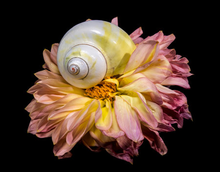 Dramatic macro still life of a pearlescent white and yellow spiral seashell centered on a large pink and gold Dahlia bloom against a black backgroundの写真素材