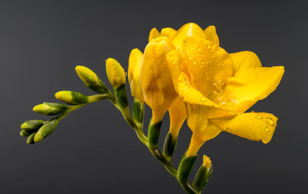 Horizontal macro view of cheerful golden yellow Freesia blooms and green buds covered in water droplets. Photographed on a smooth, neutral gray studio backgroundの写真素材