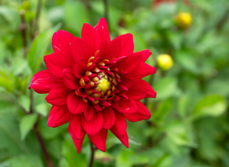 Vibrant single red dahlia flower with a sharp lime green center in a natural outdoor garden setting, representing summer color and botanyの写真素材