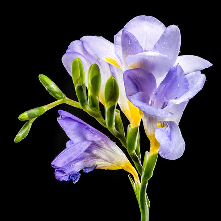 A stunning macro shot of soft lavender Freesia blooms covered in small water droplets. The vibrant purple and yellow contrasts dramatically with the deep black backgroundの写真素材