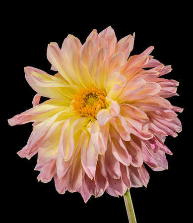 A vibrant, full-bloom Dahlia with warm pink and golden yellow petals in a macro studio shotのeditorial素材
