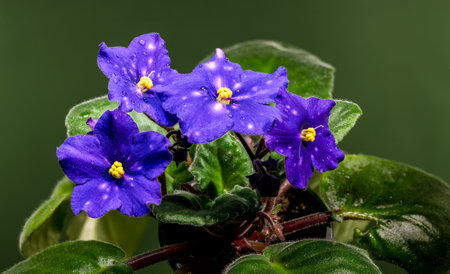 Bright macro view of the African violet Saintpaulia showcasing four vibrant purple, star-patterned...