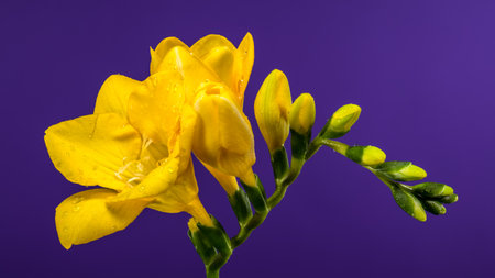 macro view of cheerful yellow Freesia blooms and bright green buds with water drops, sharply contrasting against a rich, saturated violet backgroundの写真素材