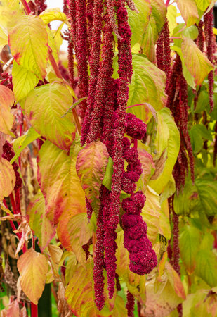 Close-up view of the unique, drooping red and maroon flower plumes of ornamental Amaranth. Dramatic, vertical texture in the summer gardenの写真素材