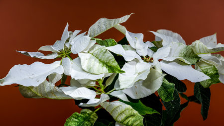 Cozy, horizontal composition of a white Christmas poinsettia with green leaves set against a smooth, reddish-brown background. Perfect for rustic and fall/winter designsの写真素材